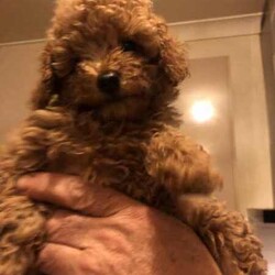 Cute red TOY POODLES. 2 BOYS. DNA cleared./Poodle (Toy)/Male/Younger Than Six Months,We have beautiful 4 red Toy Poodle puppies. All are microchipped and vaccinated. All puppies have been examined by a Veterinarian and are in excellent condition. We are looking for loving families for our prayers. My contact numbers are ******6260 and my email. tsk******@******com. Beaconsfield 3807 REVEAL_DETAILS 