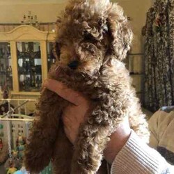 Cute red TOY POODLES. 2 BOYS. DNA cleared./Poodle (Toy)/Male/Younger Than Six Months,We have beautiful 4 red Toy Poodle puppies. All are microchipped and vaccinated. All puppies have been examined by a Veterinarian and are in excellent condition. We are looking for loving families for our prayers. My contact numbers are ******6260 and my email. tsk******@******com. Beaconsfield 3807 REVEAL_DETAILS 