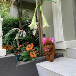 Beautiful toy poodles need new home/Poodle (Toy)/Male/Younger Than Six Months,Breeder Identification number: 17090 with AAPDBPoodles are a hypoallergenic dog they are lively & affectionate, they make wonderful companion dogs, they are extremely intelligent & eager to please dog, thus easy to train.Why buy a puppy with us? All our puppies at Sydneytoypoodles are extremely well looked after & LOVED all our puppies are- All our puppies are vaccinated with a full health vet check from an award winning vet- All our puppies are wormed & microchipped & come with registration forms & all other appropriate paperwork- Puppy care package- DNA profiled parents ensuring there is no hereditary health problems- Toilet trained- We provide you with 2 years on going support, if you ever need us we’re one phone call away!Please keep in mind -If a Poodle puppy price sounds too good to be true, their welfare is likely to have been compromised at some point to make that possible!Also bear in mind that even though a puppy seems expensive, the upfront cost is just a tiny fraction of how much you’ll have to pay to keep them over their lifetime.For serious enquires or to organise for a FaceTime or meetup, please call or messageOr visit our website to keep up to date with future litters.