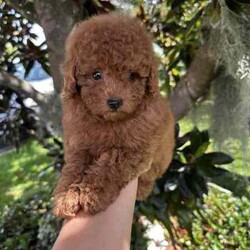 Beautiful toy poodles need new home/Poodle (Toy)/Male/Younger Than Six Months,Breeder Identification number: 17090 with AAPDBPoodles are a hypoallergenic dog they are lively & affectionate, they make wonderful companion dogs, they are extremely intelligent & eager to please dog, thus easy to train.Why buy a puppy with us? All our puppies at Sydneytoypoodles are extremely well looked after & LOVED all our puppies are- All our puppies are vaccinated with a full health vet check from an award winning vet- All our puppies are wormed & microchipped & come with registration forms & all other appropriate paperwork- Puppy care package- DNA profiled parents ensuring there is no hereditary health problems- Toilet trained- We provide you with 2 years on going support, if you ever need us we’re one phone call away!Please keep in mind -If a Poodle puppy price sounds too good to be true, their welfare is likely to have been compromised at some point to make that possible!Also bear in mind that even though a puppy seems expensive, the upfront cost is just a tiny fraction of how much you’ll have to pay to keep them over their lifetime.For serious enquires or to organise for a FaceTime or meetup, please call or messageOr visit our website to keep up to date with future litters.