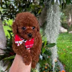 Beautiful toy poodles need new home/Poodle (Toy)/Male/Younger Than Six Months,Breeder Identification number: 17090 with AAPDBPoodles are a hypoallergenic dog they are lively & affectionate, they make wonderful companion dogs, they are extremely intelligent & eager to please dog, thus easy to train.Why buy a puppy with us? All our puppies at Sydneytoypoodles are extremely well looked after & LOVED all our puppies are- All our puppies are vaccinated with a full health vet check from an award winning vet- All our puppies are wormed & microchipped & come with registration forms & all other appropriate paperwork- Puppy care package- DNA profiled parents ensuring there is no hereditary health problems- Toilet trained- We provide you with 2 years on going support, if you ever need us we’re one phone call away!Please keep in mind -If a Poodle puppy price sounds too good to be true, their welfare is likely to have been compromised at some point to make that possible!Also bear in mind that even though a puppy seems expensive, the upfront cost is just a tiny fraction of how much you’ll have to pay to keep them over their lifetime.For serious enquires or to organise for a FaceTime or meetup, please call or messageOr visit our website to keep up to date with future litters.