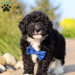 Koda/Mini Sheepadoodle									Puppy/Male	/8 Weeks,Meet Koda, an adorable F1B Mini Sheepadoodle who is ready to bring his loving spirit into your home. With his fluffy, soft coat and expressive eyes, this little guy is the perfect mix of playful energy and sweet affection. He’s the kind of puppy who loves to romp around with his favorite toys one minute and snuggle up for a cozy nap the next. Koda’s wonderful traits come from his equally wonderful parents. His mom, Willow, is a 17-pound Mini Sheepadoodle who is known for her gentle nature and loving personality. His dad, Wolf, is a 17-pound Mini Poodle with a lively spirit and sharp intelligence. Together, they’ve passed down their best qualities to this little one, making him a delightful and well-balanced puppy. Koda is also well-prepared for his new home. He comes with a 30-day health guarantee, is up to date on vaccines and dewormer, and has already had his first vet exam, ensuring he’s healthy and ready for his forever family. If you’re looking for a loving, playful companion who will fill your life with happiness, Koda is the perfect choice. Don’t miss the opportunity to welcome this sweet little Sheepadoodle into your family! You can call or text anytime with any questions or to schedule a visit. -Tony and Marilyn 