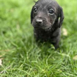 mini Cavoodle X mini Dachshund /Cavoodle/Male/Younger Than Six Months,mini Cavoodle X mini dachshund puppies ready to find their forever family’s 