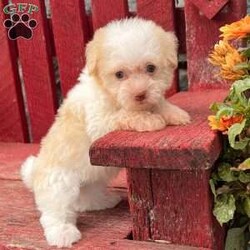 Bingo/Havanese									Puppy/Male	/11 Weeks,  Bingo is an adorable little cream and white  Akc registered havanese puppy! Family raised and well socialized! Up to date with all shots and dewormings! Comes with a health guarantee! Can’t make the drive out to pick up your little friend, no problem, ask us about our delivery options! Contact us today to get your new family member!