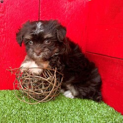 Dallas/Havanese									Puppy/Male	/6 Weeks,  Dallas is a stunning little chocolate tan Akc registered havanese puppy! He’s got perfect white feet chest and face markings! Family raised and well socialized! Up to date with all shots and dewormings! Comes with a health guarantee! Can’t make the drive out to pick up your little friend, no problem, ask us about our delivery options! Contact us today to get your new family member!