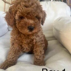 Adopt a dog:5 cavoodle puppies/Cavoodle/Female/Younger Than Six Months,.Swipe to see the last of this seasons Toy Ruby Cavoodles F1. Remember pictures always look bigger! These guys are true Toy Cavoodles! Bred with a TOY Poodle