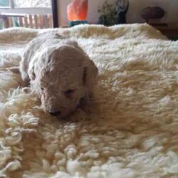 Toy Poodle/Poodle (Toy)/Female/Younger Than Six Months,Hey Guys,*We have these gorgeous pure bred Toy Poodles available and ready to go to their fur ever homes from Friday 30th August 2024, when they are 8 weeks of age. Below you will find their colors and next to that will be details about each puppy available.*Our Toy Poodles are very loyal, affectionate, intelligent and a low to non-shedding Breed. They are raised in our home and are socialized with our farming animals. They are also socialized with many other things and with adults of all needs and little humans such as our grandkids, so they know the sounds of little pitter patters, around our home.ABOUT THE PARENTS:Our Toy poodles have pure bred parents and both parents are DNA checked for medical diseases and cleared.-mum is a black with some parti white color toy poodle.-Dad is a light-colored apricot toy poodle.Both have amazing, friendly temperaments.WHAT COMES WITH OUR FURBABIES?-Puppy pamper kit which consists of. (comfort bed or pet carrier, Twin bowl, collar, Teething ring, Grooming mitt, harness and lead, Toothbrush)-Bag of treats-food recipe-Birth certificate-A professional breeder's information package-Socialization certificate & progress nots. (All our puppies are put through a socialization course and its recorded-on paper.)- Up to date vaccinations, Microchipping (TBA)-Up to date worming, flea, tick, and heart worm treatment (this is age based)-visit to our vet to ensure they leave us in perfect health.-Details about your puppies needs, including diet, exercise, worming and vaccinations.DELIVERY OR PICKUP:-We offer free delivery up to 2 hrs. from our home.-We can arrange delivery by road through dog movers at buyer's expense.-You are more than welcome to pick your puppy up from our home in Oberon, where you can meet the parents.-We can deliver to your home address though we do charge extra, and costing depends on where you live.*If you chose to purchase a puppy from us here at Exclusive Puppies, you would have the assurance you are buying a puppy from vet audited premises, not a puppy farm. Also, a breed that conforms with Breeder's code of practice.-Exclusive Puppies is a registered business (ABN can be produced when asked for)-Exclusive Puppies is a registered with NSW Pet Registry BIN: B000624151-Responsible Pet Breeder's Association: RPBA NO: 3327PUPPIES AVAILABLE AND THEIR COLORS BELOWBlack Ribbon: Male Apricot $1200 AVAILABLEBlue Ribbon: Male Light-Apricot $1200 AVAILABLENo Ribbon: Male Apricot/white $1200 AVAILABLENo Ribbon: Female Black with white under neck $1500 AVAILABLEIf you wish to purchase or want to know how to secure 1 of our puppies, then please do not hesitate to call Teena on ******2059 and make sure you quote the ribbon color of the puppy you are interested in, and I can tell you all about that puppy's personality. their nature and about the parents. REVEAL_DETAILS REVIEWSYou can read our reviews on our website or our Facebook page with past and present customers chatting away. Plus, view photos of past and presents litters or Individual puppies grown up. If you do purchase 1 of our puppies you can view them on our Facebook page weekly and watch them grow till, they leave our home.Thank you for viewing our add, we look forward to chatting with you.Kind regardsTeenaExclusive Puppies.