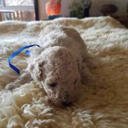 Toy Poodle/Poodle (Toy)/Female/Younger Than Six Months,Hey Guys,*We have these gorgeous pure bred Toy Poodles available and ready to go to their fur ever homes from Friday 30th August 2024, when they are 8 weeks of age. Below you will find their colors and next to that will be details about each puppy available.*Our Toy Poodles are very loyal, affectionate, intelligent and a low to non-shedding Breed. They are raised in our home and are socialized with our farming animals. They are also socialized with many other things and with adults of all needs and little humans such as our grandkids, so they know the sounds of little pitter patters, around our home.ABOUT THE PARENTS:Our Toy poodles have pure bred parents and both parents are DNA checked for medical diseases and cleared.-mum is a black with some parti white color toy poodle.-Dad is a light-colored apricot toy poodle.Both have amazing, friendly temperaments.WHAT COMES WITH OUR FURBABIES?-Puppy pamper kit which consists of. (comfort bed or pet carrier, Twin bowl, collar, Teething ring, Grooming mitt, harness and lead, Toothbrush)-Bag of treats-food recipe-Birth certificate-A professional breeder's information package-Socialization certificate & progress nots. (All our puppies are put through a socialization course and its recorded-on paper.)- Up to date vaccinations, Microchipping (TBA)-Up to date worming, flea, tick, and heart worm treatment (this is age based)-visit to our vet to ensure they leave us in perfect health.-Details about your puppies needs, including diet, exercise, worming and vaccinations.DELIVERY OR PICKUP:-We offer free delivery up to 2 hrs. from our home.-We can arrange delivery by road through dog movers at buyer's expense.-You are more than welcome to pick your puppy up from our home in Oberon, where you can meet the parents.-We can deliver to your home address though we do charge extra, and costing depends on where you live.*If you chose to purchase a puppy from us here at Exclusive Puppies, you would have the assurance you are buying a puppy from vet audited premises, not a puppy farm. Also, a breed that conforms with Breeder's code of practice.-Exclusive Puppies is a registered business (ABN can be produced when asked for)-Exclusive Puppies is a registered with NSW Pet Registry BIN: B000624151-Responsible Pet Breeder's Association: RPBA NO: 3327PUPPIES AVAILABLE AND THEIR COLORS BELOWBlack Ribbon: Male Apricot $1200 AVAILABLEBlue Ribbon: Male Light-Apricot $1200 AVAILABLENo Ribbon: Male Apricot/white $1200 AVAILABLENo Ribbon: Female Black with white under neck $1500 AVAILABLEIf you wish to purchase or want to know how to secure 1 of our puppies, then please do not hesitate to call Teena on ******2059 and make sure you quote the ribbon color of the puppy you are interested in, and I can tell you all about that puppy's personality. their nature and about the parents. REVEAL_DETAILS REVIEWSYou can read our reviews on our website or our Facebook page with past and present customers chatting away. Plus, view photos of past and presents litters or Individual puppies grown up. If you do purchase 1 of our puppies you can view them on our Facebook page weekly and watch them grow till, they leave our home.Thank you for viewing our add, we look forward to chatting with you.Kind regardsTeenaExclusive Puppies.