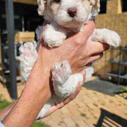 Adopt a dog:Stunning Schmoodle X Bichon Frise Puppies/Bichon Frise/Female/Younger Than Six Months,Shmoodle X Bichon FriseBorn 1/7/24 stunning markings in this litter of 5 girls and 2 boys.Mum is a Shmoodle (red markings on ears and body) and dad is a pure Bichon Frise (pure white).Hypoallergenic, non shedding puppies with red and fawn patches.Raised in a family home with dogs, cats and birds. Well socialised and handled, very playful and cuddly My best litter yet.Puppies have been wormed every 2 weeks, eating and drinking wellWill be microchipped, vet checked and have first vaccination when 8 weeks old. Currently 5 weeks old. Will come with a puppy pack (food, toys etc).Will only respond to text messages or phone calls. Thank you
