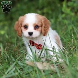 Goofy/Cavalier King Charles Spaniel									Puppy/Male	/7 Weeks,Goofy is the definition of “pawsitively” delightful! He has the cutest little face of a AKC Cavalier King Charles Spaniel, always ready to brighten your day with his playful antics. This little guy is incredibly affectionate and loves snuggles, making the perfect cuddle buddy. With bright eyes that seem to sparkle with mischief and warmth, he is always ready to embark on a new adventure or curl up by your side for a relaxing afternoon nap. Whether he’s impressing you with his quick learning abilities during training sessions or showering you with licks and tail wags, his joyful spirit and gentle demeanor make him an irresistible addition to any loving home. His friendly nature, boundless energy and little sparks of spunk will keep you entertained, and his endearing loyalty will warm your heart.