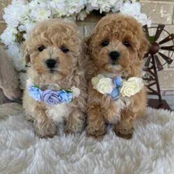 Adopt a dog:Sweetheart /Bichon Frise/Male/Younger Than Six Months,Beautiful Toy Apricot and Cream male Bichoodle puppies READY NOW for their forever families.These sweet puppies are raised with children, with hypoallergenic non shedding curly coats, making them ideal family members.Mum is a pure breed Bichon Frise (6kgs) and dad is a pure breed toy poodle (3.5kgs) both mum and dad are sweet natured family pets, DNA tested with Orivet. Our Puppies come