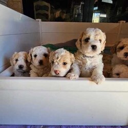 Adopt a dog:Stunning Schmoodle X Bichon Frise Puppies/Bichon Frise/Female/Younger Than Six Months,Shmoodle X Bichon FriseBorn 1/7/24 stunning markings in this litter of 5 girls and 2 boys.Mum is a Shmoodle (red markings on ears and body) and dad is a pure Bichon Frise (pure white).Hypoallergenic, non shedding puppies with red and fawn patches.Raised in a family home with dogs, cats and birds. Well socialised and handled, very playful and cuddly My best litter yet.Puppies have been wormed every 2 weeks, eating and drinking wellWill be microchipped, vet checked and have first vaccination when 8 weeks old. Currently 5 weeks old. Will come with a puppy pack (food, toys etc).Will only respond to text messages or phone calls. Thank you