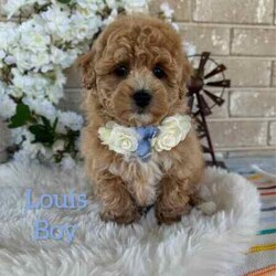 Adopt a dog:Sweetheart /Bichon Frise/Male/Younger Than Six Months,Beautiful Toy Apricot and Cream male Bichoodle puppies READY NOW for their forever families.These sweet puppies are raised with children, with hypoallergenic non shedding curly coats, making them ideal family members.Mum is a pure breed Bichon Frise (6kgs) and dad is a pure breed toy poodle (3.5kgs) both mum and dad are sweet natured family pets, DNA tested with Orivet. Our Puppies come