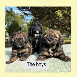 Pure-Bred Miniature Poodle Puppies - DNA clear - Sable and Black/Poodle (Miniature)/Male/Younger Than Six Months,We have 3 beautiful pure-bred boy miniature Poodle puppies available now.One black with a white chin and white stripe down his chest.Two sable in colour with white stripes down their chest. (one pup has a thicker white stripe than the other) - Sable puppies are born black and change colour as they age (up to 2years). The final colour of the pups will be the colour that is currently showing through the black now. They will keep their black ears and tail but the majority of their coat will range from light apricot through to a dusty grey colour – no two are the same.Their parents are miniature poodles. Mum is 33cm tall at the shoulder and weighs around 6.5kgs. Dad is 35cm and weighs about 8.5kgs. Both parents can be viewed in our home at any time.Both parents have been DNA tested and are clear for all of the known miniature poodle diseases.The pups have maintained a strict worming schedule, will have had their first vaccination and will be microchipped at 7 weeks old. They will also come with a written vet health assessment and a 1 year health guarantee per the Responsible Pet Breeders Association requirements.The puppies are raised inside our home and given constant love and attention. They are very friendly and enthusiastic with new people.Being Poodles, they will grow to be active dogs that love their exercise, chasing balls and going for walks. Poodles are known for their intelligence as they learn quickly and easily fit in with your family routine. They have a gentle nature that is suitable for all ages.One thing that sets pure-bred poodles apart is the fact that they are guaranteed to have non-shedding coats. Making them an excellent choice for allergy sufferers or for people who love to have their dog inside but hate the daily hair clean up that comes with it. Because of this, they need regular grooming. It is important their new home understands this and is prepared to keep them well groomed for their health and comfort.For a quick response please text or call Leah on ******** 243 as the gumtree notifications can take some hours to come through. REVEAL_DETAILS 