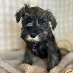 Adopt a dog:1 x Purebred Mini Schnauzer (Free Delivery to Sydney)/Schnauzer (Miniature)/Female/Younger Than Six Months,1 x beautiful FEMALE purebred Mini Schnauzer puppy available to a loving home. Available from the 3rd July and we can deliver them to Sydney on this date and again on the 15th August.Puppies come :- With first round of vaccinations & microchip- Vet check report- 6 weeks free pet insurance- Not desexed- Wormed every 2 weeksThe puppies have been raised indoors and outdoors, and around children and other puppies. Puppies will be low to non shedding and similar in size to a mini cavoodle/spoodle.The father is a purebred salt & pepper mini schnauzer who weighs 9kg, the mother an 9.5kg salt & pepper Mini Schnauzer. We own both parents and i can send photos of parents on request.Once our puppies leave, we:- Would love to see updates!- Offer a rehoming policy- Offer a 12 month health guarantee- Have a Facebook page you can stay in touch or see other puppies we have bred- Offer support and are free to talk at any time throughout your puppies lifeWe are located in Nyngan NSW, can get to Dubbo at any stage. Road transport is usually organised from Dubbo. There will be free transport to Sydney with one of our staff members, with a chosen meeting location and time. Happy to arrange other freight at buyers expenseFull members of AAPDB: 16947BIN: B000738270We have a website & Facebook page Country Canine Co. Please look on our Facebook group Country Canine Co. Families for photos of the previous litter as adults.