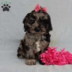 Molly/Cockapoo									Puppy/Female	/8 Weeks,Prepare to fall in love!!!  My name is Molly and I’m the sweetest little F1 cockapoo and I would love to come home with you!!!! One look into my warm, loving eyes and at my silky soft coat and I’ll be sure to have captured your heart already! I’m very happy, playful and very kid friendly and I would love to fill your home with all my puppy love!! I am full of personality, and ready for adventures! I stand out way above the rest with my beautifully marked blue merle coat !!… I have been vet checked head to tail, microchipped and I am up to date on all vaccinations and dewormings . I come with a 1-year guarantee with the option of extending it to a 3-year guarantee and shipping is available! My mother is our sweet Charlotte, a 24# black phantom cocker spaniel with a heart of gold and my father is our beautiful Nimbo, a 13# chocolate merle mini poodle and he has been  genetically tested clear!  I will grow to approx. 17-20# and I will be hypoallergenic and nonshedding! !!… Why wait when you know I’m the one for you? Call or text Martha to make me the newest addition to your family and get ready to spend a lifetime of tail wagging fun with me! (7% sales tax on in home pickups) 