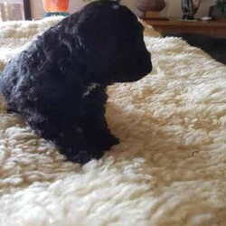 Toy Poodle/Poodle (Toy)/Female/Younger Than Six Months,Hey Guys,*We have these gorgeous pure bred Toy Poodles available and ready to go to their fur ever homes from Friday 30th August 2024, when they are 8 weeks of age. Below you will find their colors and next to that will be details about each puppy available.*Our Toy Poodles are very loyal, affectionate, intelligent and a low to non-shedding Breed. They are raised in our home and are socialized with our farming animals. They are also socialized with many other things and with adults of all needs and little humans such as our grandkids, so they know the sounds of little pitter patters, around our home.ABOUT THE PARENTS:Our Toy poodles have pure bred parents and both parents are DNA checked for medical diseases and cleared.-mum is a black with some parti white color toy poodle.-Dad is a light-colored apricot toy poodle.Both have amazing, friendly temperaments.WHAT COMES WITH OUR FURBABIES?-Puppy pamper kit which consists of. (comfort bed or pet carrier, Twin bowl, collar, Teething ring, Grooming mitt, harness and lead, Toothbrush)-Bag of treats-food recipe-Birth certificate-A professional breeder's information package-Socialization certificate & progress nots. (All our puppies are put through a socialization course and its recorded-on paper.)- Up to date vaccinations, Microchipping (TBA)-Up to date worming, flea, tick, and heart worm treatment (this is age based)-visit to our vet to ensure they leave us in perfect health.-Details about your puppies needs, including diet, exercise, worming and vaccinations.DELIVERY OR PICKUP:-We offer free delivery up to 2 hrs. from our home.-We can arrange delivery by road through dog movers at buyer's expense.-You are more than welcome to pick your puppy up from our home in Oberon, where you can meet the parents.-We can deliver to your home address though we do charge extra, and costing depends on where you live.*If you chose to purchase a puppy from us here at Exclusive Puppies, you would have the assurance you are buying a puppy from vet audited premises, not a puppy farm. Also, a breed that conforms with Breeder's code of practice.-Exclusive Puppies is a registered business (ABN can be produced when asked for)-Exclusive Puppies is a registered with NSW Pet Registry BIN: B000624151-Responsible Pet Breeder's Association: RPBA NO: 3327PUPPIES AVAILABLE AND THEIR COLORS BELOWBlack Ribbon: Male Apricot $1200 AVAILABLEBlue Ribbon: Male Light-Apricot $1200 AVAILABLENo Ribbon: Male Apricot/white $1200 AVAILABLENo Ribbon: Female Black with white under neck $1500 AVAILABLEIf you wish to purchase or want to know how to secure 1 of our puppies, then please do not hesitate to call Teena on ******2059 and make sure you quote the ribbon color of the puppy you are interested in, and I can tell you all about that puppy's personality. their nature and about the parents. REVEAL_DETAILS REVIEWSYou can read our reviews on our website or our Facebook page with past and present customers chatting away. Plus, view photos of past and presents litters or Individual puppies grown up. If you do purchase 1 of our puppies you can view them on our Facebook page weekly and watch them grow till, they leave our home.Thank you for viewing our add, we look forward to chatting with you.Kind regardsTeenaExclusive Puppies.