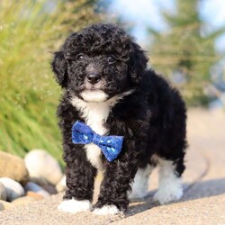 Koda/Mini Sheepadoodle									Puppy/Male	/8 Weeks,Meet Koda, an adorable F1B Mini Sheepadoodle who is ready to bring his loving spirit into your home. With his fluffy, soft coat and expressive eyes, this little guy is the perfect mix of playful energy and sweet affection. He’s the kind of puppy who loves to romp around with his favorite toys one minute and snuggle up for a cozy nap the next. Koda’s wonderful traits come from his equally wonderful parents. His mom, Willow, is a 17-pound Mini Sheepadoodle who is known for her gentle nature and loving personality. His dad, Wolf, is a 17-pound Mini Poodle with a lively spirit and sharp intelligence. Together, they’ve passed down their best qualities to this little one, making him a delightful and well-balanced puppy. Koda is also well-prepared for his new home. He comes with a 30-day health guarantee, is up to date on vaccines and dewormer, and has already had his first vet exam, ensuring he’s healthy and ready for his forever family. If you’re looking for a loving, playful companion who will fill your life with happiness, Koda is the perfect choice. Don’t miss the opportunity to welcome this sweet little Sheepadoodle into your family! You can call or text anytime with any questions or to schedule a visit. -Tony and Marilyn 