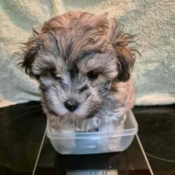 Adopt a dog:Moodle Girls/Poodle (Toy)/Female/Younger Than Six Months,I'm a Moodle Girl born 9th June2024will you take me home with you? I'm a mini size and will be in between 3.5 to 5.5 kg when I'm grown up. I am ready for my forever home! call 0418 73 11 42 I will love and kiss you and stay by your side , I'm smart, funny, loyal and cuddly. If you look into my eyes, I will steal your heart. I will be your companion and watch over you. I be ready to join you by the 5th of August.so if you are interested; call. *******1142 REVEAL_DETAILS Yes I am a Moodle! Both my parents are Moodles also my grandparents. I am Immunised , health checked , regularly wormed and micro chipped. It is documented on my Pet-passport.My breed is designed by a Poodle and Maltese. I don't shed Hair! Dirt only sticks to me if am wet and it falls of me when I'm dry..I be ready to join you by the 5th of August. so if you are interested; call. *******1142 REVEAL_DETAILS 