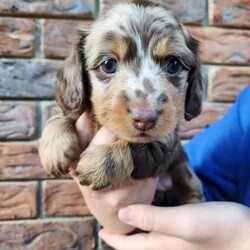 Adopt a dog:Long Haired Miniature Dachshund Puppies/Dachshund/Female/Younger Than Six Months,4 Beautiful Long Haired Minature Dachshund Puppies Looking For Their Forever Homes3 Boys & 1 Girl2 Dapple Boys1 Shaded Cream Boy1 Shaded Cream Girl (SOLD)Puppies Born 30/6/24Ready for their new homes 26/08/24Puppies will be vet checked, microchipped, wormed and vaccinatedPuppies will come with puppy packsblanket with mums scent, toys and puppy foodMum is Long Haired Black and Tan Carrying Cream 5.2kgDad is Long Haired Dapple <5kgFeel free to organise a time to face timeHappy to organise interstate travel also