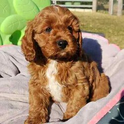 Adopt a dog:Cavoodle Puppies. 1st Gen Cavalier King Charles Spaniel X Mini Poodle/Cavoodle/Male/Younger Than Six Months,Ready for their new homes now!We have a beautiful litter of red and white male cavoodle puppies for sale. They will be ready for their new homes on the 26th July when they are 8 weeks old. They are vibrant healthy pups who have all had a vet health check, 1st vaccination and have been microchipped.Mum is a purebred Cavalier King Charles Spaniel and Dad is a purebred red Minature Poodle making these puppies the sought after 1st Generation cross. Both mum and dad have a very kind and gentle nature and are loved members of the family. They have both been DNA tested from Orivet.Our cavoodles make great family pets and have been carefully and lovingly raised to ensure they have the best possible start to life. They all come with a puppy pack to get them started in their new home.Pink Ribbon Male $1500Purple Ribbon Male SOLDRed Ribbon Male SOLDBlue Ribbon Male SOLDNo ribbon Male $1500Price is negotiable for the right home.Please feel free to contact Rebecca on ******** 798 or Simon on ******** 519 or send a gumtree message for more information or to arrange a viewing at our home. Free delivery to Brisbane, Gold Coast and Sunshine Coast can be arranged. Interstate enquiries welcome. REVEAL_DETAILS RBPA 8418
