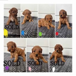 Brown Cavoodle Puppies For Sale/Cavoodle/Male/Younger Than Six Months,6 week old very cute cavoodle puppies3x boys left- Both parents have DNA papers and are cleared of any diseases or imperfections.- The puppies have been microchipped and the first lot of their vaccinations are done.- very playful and full of energy- very cuddly and gentleMessage for more information and for more photos.Very happy to answer any questions you might have.Thanks