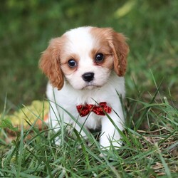 Goofy/Cavalier King Charles Spaniel									Puppy/Male	/7 Weeks,Goofy is the definition of “pawsitively” delightful! He has the cutest little face of a AKC Cavalier King Charles Spaniel, always ready to brighten your day with his playful antics. This little guy is incredibly affectionate and loves snuggles, making the perfect cuddle buddy. With bright eyes that seem to sparkle with mischief and warmth, he is always ready to embark on a new adventure or curl up by your side for a relaxing afternoon nap. Whether he’s impressing you with his quick learning abilities during training sessions or showering you with licks and tail wags, his joyful spirit and gentle demeanor make him an irresistible addition to any loving home. His friendly nature, boundless energy and little sparks of spunk will keep you entertained, and his endearing loyalty will warm your heart.