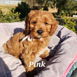 Adopt a dog:Cavoodle Puppies. 1st Gen Cavalier King Charles Spaniel X Mini Poodle/Cavoodle/Male/Younger Than Six Months,Ready for their new homes now!We have a beautiful litter of red and white male cavoodle puppies for sale. They will be ready for their new homes on the 26th July when they are 8 weeks old. They are vibrant healthy pups who have all had a vet health check, 1st vaccination and have been microchipped.Mum is a purebred Cavalier King Charles Spaniel and Dad is a purebred red Minature Poodle making these puppies the sought after 1st Generation cross. Both mum and dad have a very kind and gentle nature and are loved members of the family. They have both been DNA tested from Orivet.Our cavoodles make great family pets and have been carefully and lovingly raised to ensure they have the best possible start to life. They all come with a puppy pack to get them started in their new home.Pink Ribbon Male $1500Purple Ribbon Male SOLDRed Ribbon Male SOLDBlue Ribbon Male SOLDNo ribbon Male $1500Price is negotiable for the right home.Please feel free to contact Rebecca on ******** 798 or Simon on ******** 519 or send a gumtree message for more information or to arrange a viewing at our home. Free delivery to Brisbane, Gold Coast and Sunshine Coast can be arranged. Interstate enquiries welcome. REVEAL_DETAILS RBPA 8418