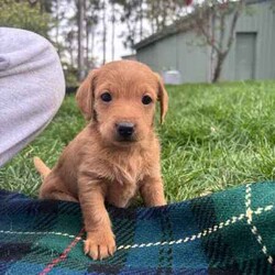 mini Cavoodle X mini Dachshund /Cavoodle/Male/Younger Than Six Months,mini Cavoodle X mini dachshund puppies ready to find their forever family’s 