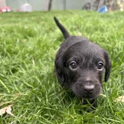 mini Cavoodle X mini Dachshund /Cavoodle/Male/Younger Than Six Months,mini Cavoodle X mini dachshund puppies ready to find their forever family’s 