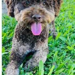 Toy cavoodle puppies DNA CLEAR/Cavoodle/Female/Younger Than Six Months,