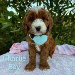 Adopt a dog:Sweet /Cavoodle/Both/Younger Than Six Months,We have 3 pretty girls and 1 handsome boy, looking for their forever homes, they have the most gorgeous coat and beautiful temperament. These sweethearts are READY NOW.These puppies are 1st Generation Cavoodle’s (Cavalier King Charles Spaniel x Mini Poodle). Puppies parents are both approximately 9kgs they are sweet natured family pets, DNA tested with Orivet.Our Puppies come✔️Vaccinated✔️Microchipped✔️Vet Checked✔️Wormed regularly✔️tick and flea treated with nexgard spectra6 weeks complimentary pet insurance and a blanket with mum scent to help settle i