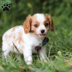 Comet/Cavalier King Charles Spaniel									Puppy/Male	/9 Weeks,Comet is the definition of “pawsitively” delightful! He has the cutest little face of a AKC Cavalier King Charles Spaniel, always ready to brighten your day with his playful antics. This little guy is incredibly affectionate and loves snuggles, making the perfect cuddle buddy. With bright eyes that seem to sparkle with mischief and warmth, he is always ready to embark on a new adventure or curl up by your side for a relaxing afternoon nap. Whether he’s impressing you with his quick learning abilities during training sessions or showering you with licks and tail wags, his joyful spirit and gentle demeanor make him an irresistible addition to any loving home. His friendly nature, boundless energy and little sparks of spunk will keep you entertained, and his endearing loyalty will warm your heart.