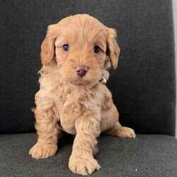 Toy cavoodle puppies DNA CLEAR/Cavoodle/Female/Younger Than Six Months,