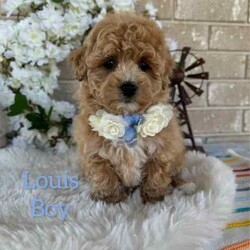 Adopt a dog:Sweetheart /Bichon Frise/Male/Younger Than Six Months,Beautiful Toy Apricot and Cream male Bichoodle puppies READY NOW for their forever families.These sweet puppies are raised with children, with hypoallergenic non shedding curly coats, making them ideal family members.Mum is a pure breed Bichon Frise (6kgs) and dad is a pure breed toy poodle (3.5kgs) both mum and dad are sweet natured family pets, DNA tested with Orivet. Our Puppies come