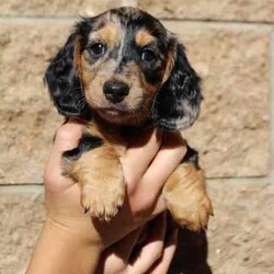 Adopt a dog:cream and cream/ dilute carrier dachshunds/Dachshund/Both/Younger Than Six Months,we have 4 gorgeous babies looking for the best homes .chocolate and cream girl ii Ee $3500 SOLDsilver/black and tan dapple girl Ii Ee $2200chocolate and cream boy ii Ee $2500black and tan girl Ii Ee Dd $2000brought up in our home with other dogs and children.will come with first vaccination, microchipped, wormed, vet/health checked.have been breeding 10 years and send our babies all over Australia for a great price.don't miss out !!!flight to Brisbane $180mdba 13838