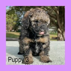 Pure-Bred Miniature Poodle Puppies - DNA clear - Sable and Black/Poodle (Miniature)/Male/Younger Than Six Months,We have 3 beautiful pure-bred boy miniature Poodle puppies available now.One black with a white chin and white stripe down his chest.Two sable in colour with white stripes down their chest. (one pup has a thicker white stripe than the other) - Sable puppies are born black and change colour as they age (up to 2years). The final colour of the pups will be the colour that is currently showing through the black now. They will keep their black ears and tail but the majority of their coat will range from light apricot through to a dusty grey colour – no two are the same.Their parents are miniature poodles. Mum is 33cm tall at the shoulder and weighs around 6.5kgs. Dad is 35cm and weighs about 8.5kgs. Both parents can be viewed in our home at any time.Both parents have been DNA tested and are clear for all of the known miniature poodle diseases.The pups have maintained a strict worming schedule, will have had their first vaccination and will be microchipped at 7 weeks old. They will also come with a written vet health assessment and a 1 year health guarantee per the Responsible Pet Breeders Association requirements.The puppies are raised inside our home and given constant love and attention. They are very friendly and enthusiastic with new people.Being Poodles, they will grow to be active dogs that love their exercise, chasing balls and going for walks. Poodles are known for their intelligence as they learn quickly and easily fit in with your family routine. They have a gentle nature that is suitable for all ages.One thing that sets pure-bred poodles apart is the fact that they are guaranteed to have non-shedding coats. Making them an excellent choice for allergy sufferers or for people who love to have their dog inside but hate the daily hair clean up that comes with it. Because of this, they need regular grooming. It is important their new home understands this and is prepared to keep them well groomed for their health and comfort.For a quick response please text or call Leah on ******** 243 as the gumtree notifications can take some hours to come through. REVEAL_DETAILS 