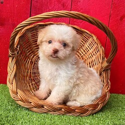 Bingo/Havanese									Puppy/Male	/11 Weeks,  Bingo is an adorable little cream and white  Akc registered havanese puppy! Family raised and well socialized! Up to date with all shots and dewormings! Comes with a health guarantee! Can’t make the drive out to pick up your little friend, no problem, ask us about our delivery options! Contact us today to get your new family member!