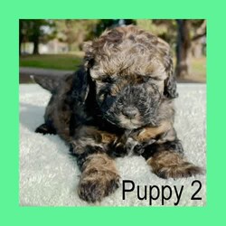 Pure-Bred Miniature Poodle Puppies - DNA clear - Sable and Black/Poodle (Miniature)/Male/Younger Than Six Months,We have 3 beautiful pure-bred boy miniature Poodle puppies available now.One black with a white chin and white stripe down his chest.Two sable in colour with white stripes down their chest. (one pup has a thicker white stripe than the other) - Sable puppies are born black and change colour as they age (up to 2years). The final colour of the pups will be the colour that is currently showing through the black now. They will keep their black ears and tail but the majority of their coat will range from light apricot through to a dusty grey colour – no two are the same.Their parents are miniature poodles. Mum is 33cm tall at the shoulder and weighs around 6.5kgs. Dad is 35cm and weighs about 8.5kgs. Both parents can be viewed in our home at any time.Both parents have been DNA tested and are clear for all of the known miniature poodle diseases.The pups have maintained a strict worming schedule, will have had their first vaccination and will be microchipped at 7 weeks old. They will also come with a written vet health assessment and a 1 year health guarantee per the Responsible Pet Breeders Association requirements.The puppies are raised inside our home and given constant love and attention. They are very friendly and enthusiastic with new people.Being Poodles, they will grow to be active dogs that love their exercise, chasing balls and going for walks. Poodles are known for their intelligence as they learn quickly and easily fit in with your family routine. They have a gentle nature that is suitable for all ages.One thing that sets pure-bred poodles apart is the fact that they are guaranteed to have non-shedding coats. Making them an excellent choice for allergy sufferers or for people who love to have their dog inside but hate the daily hair clean up that comes with it. Because of this, they need regular grooming. It is important their new home understands this and is prepared to keep them well groomed for their health and comfort.For a quick response please text or call Leah on ******** 243 as the gumtree notifications can take some hours to come through. REVEAL_DETAILS 