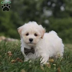 Maverick/Maltipoo									Puppy/Male	/7 Weeks,Maverick is the sweetest baby F1b Maltipoo around! With his expressive face and twinkling puppy dog eyes, he is used to getting his way:) This little sweetheart has us all wrapped around his little paw. A soft, silky coat and rambunctious personality are just a few of his winning qualities. Highly trainable, focused, and extremely adorable, the Maltipoo was built for family life. If you are looking for a dog that will keep up with the fast-paced and ever-changing schedule of a family with kids, this is the perfect match. We socialize our pups from the moment they are born so that they join new homes with a confident and adaptable demeanor!