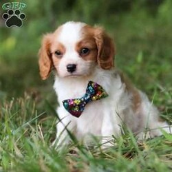 Comet/Cavalier King Charles Spaniel									Puppy/Male	/9 Weeks,Comet is the definition of “pawsitively” delightful! He has the cutest little face of a AKC Cavalier King Charles Spaniel, always ready to brighten your day with his playful antics. This little guy is incredibly affectionate and loves snuggles, making the perfect cuddle buddy. With bright eyes that seem to sparkle with mischief and warmth, he is always ready to embark on a new adventure or curl up by your side for a relaxing afternoon nap. Whether he’s impressing you with his quick learning abilities during training sessions or showering you with licks and tail wags, his joyful spirit and gentle demeanor make him an irresistible addition to any loving home. His friendly nature, boundless energy and little sparks of spunk will keep you entertained, and his endearing loyalty will warm your heart.