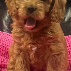 Cuddly Cavoodle Puppies- only 2 boys and 2 girls left /Cavoodle/Both/Younger Than Six Months,Cavoodles make a perfect companion. They are intelligent, affectionate, loyal and are hypoallergenic Your family isn’t complete until you have a Cavoodle.I have 3 boys and two girls left and will be ready for their new homes from next week the 7th of August . Mum and Dad have been DNA tested. Mum weighs 6.5 kg and dad weighs 8.5kg. Puppies will vary from 6kg-10kg when fullygrown. Puppies have been wormed from two weeks every two weeks and they have had their first vaccination , health check and microchipping. They eat high quality kibble , Royal Canin for puppies and will include a small bag to go home with your puppy. A small blanket with scent from mum and the litter will be provided to help transition puppy to their new home.If you are a potential doggy parent who will ensure the puppy needs are met to be healthy and happy, please text or ring on ******** 323 REVEAL_DETAILS 
