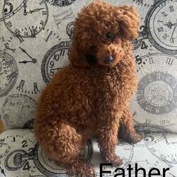 Adopt a dog:5 cavoodle puppies/Cavoodle/Female/Younger Than Six Months,.Swipe to see the last of this seasons Toy Ruby Cavoodles F1. Remember pictures always look bigger! These guys are true Toy Cavoodles! Bred with a TOY Poodle