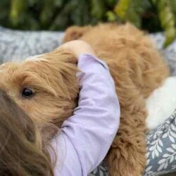 /Cavoodle/Both/Younger Than Six Months,We have a gorgeous litter of miniature Cavoodle puppies, READY TO GO NOW to their loving new homes.Our beautiful puppies are first generation, mum is a pure breed ruby cavalier King Charles spaniel and dad is a pure breed miniature poodle, DNA tested with Orivet, friendly, affectionate family pets both weigh around 8-9kilos and approximately 38cm in height.Cavoodles are the perfect breed for any family.These playful and cuddly puppies are microchipped, vaccinated 1st and 2nd, Vet checked and wormed/tick/flea treated and 6 weeks pet insurance.2 Male PuppiesVisits WelcomeRegistered breeder with the RPBA5648BIN0009435405445