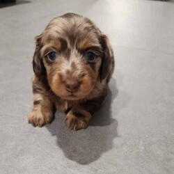 Adopt a dog:Long Haired Miniature Dachshund Puppies/Dachshund/Female/Younger Than Six Months,4 Beautiful Long Haired Minature Dachshund Puppies Looking For Their Forever Homes3 Boys & 1 Girl2 Dapple Boys1 Shaded Cream Boy1 Shaded Cream Girl (SOLD)Puppies Born 30/6/24Ready for their new homes 26/08/24Puppies will be vet checked, microchipped, wormed and vaccinatedPuppies will come with puppy packsblanket with mums scent, toys and puppy foodMum is Long Haired Black and Tan Carrying Cream 5.2kgDad is Long Haired Dapple <5kgFeel free to organise a time to face timeHappy to organise interstate travel also