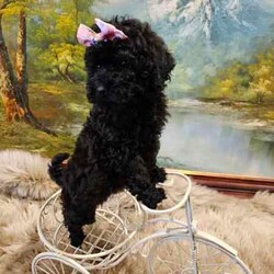 POMERANIAN x TOY POODLE/Pomeranian/Female/Younger Than Six Months,LAST ONE ADORABLE POMERANIAN puppyReady to join your familyThis cute little creature has grown up in a family environment.She will quickly adopt to your environment, please take opportunately to come and visit her to experience her humble nature and love.Mom - pomeranianDad - toy poodle*Vet checked*Microchipped*Vaccinated*Wormed every 2 weeksDOB - 5/04/2024Thank you