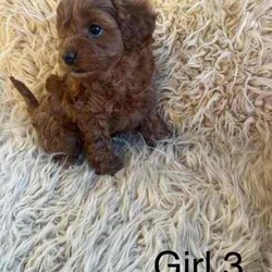 Adopt a dog:5 cavoodle puppies/Cavoodle/Female/Younger Than Six Months,.Swipe to see the last of this seasons Toy Ruby Cavoodles F1. Remember pictures always look bigger! These guys are true Toy Cavoodles! Bred with a TOY Poodle