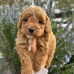 Adopt a dog:F1B Toy Cavoodles/Cavoodle/Both/Younger Than Six Months,We have 3 beautiful F1B Cavoodle Puppies left to head to their perfect forever homes.DNA Clear and HypoallergenicOur little puppies will be ready from the 11th August 2024 (8 weeks old).They will come vaccinated (1st vacc), wormed every 2 weeks of age, microchipped, a VET checked. To help with adjustment we also include a puppy pack which contains a foldable crate (so great for transport to the vet for further vaccinations and sleeping in!), feeding starter pack (Royal Canin dry food and wet food), puppy pads, worming tablets and puppy bowl.Our puppies have begun their toilet training and are champions at it. We will help you with some advice to keep this up in their new home. However, keeping in mind its a new adjustment and they are only little so they may slip up at times. All of Our Puppies are Clear from all of Genetic Diseases with Mum and Dad clear (Oviat testing).Dad is purebred Ruby Red Toy Poodle 5kg, and Mum is F1 Cavoodle 6.5 kgBoth parents are loving with a great temperament. They have been raised in our family home, surrounded by our young children and also other animals (other dogs cats and birds!).Male (small white marking on his chest)Females (White markings on face, no white markings)DOB: 16/06/2024SERIOUS ENQUIRIES ONLY