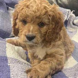 Cuddly Cavoodle Puppies- only 2 boys and 2 girls left /Cavoodle/Both/Younger Than Six Months,Cavoodles make a perfect companion. They are intelligent, affectionate, loyal and are hypoallergenic Your family isn’t complete until you have a Cavoodle.I have 3 boys and two girls left and will be ready for their new homes from next week the 7th of August . Mum and Dad have been DNA tested. Mum weighs 6.5 kg and dad weighs 8.5kg. Puppies will vary from 6kg-10kg when fullygrown. Puppies have been wormed from two weeks every two weeks and they have had their first vaccination , health check and microchipping. They eat high quality kibble , Royal Canin for puppies and will include a small bag to go home with your puppy. A small blanket with scent from mum and the litter will be provided to help transition puppy to their new home.If you are a potential doggy parent who will ensure the puppy needs are met to be healthy and happy, please text or ring on ******** 323 REVEAL_DETAILS 