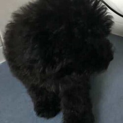 POMERANIAN x TOY POODLE/Pomeranian/Female/Younger Than Six Months,LAST ONE ADORABLE POMERANIAN puppyReady to join your familyThis cute little creature has grown up in a family environment.She will quickly adopt to your environment, please take opportunately to come and visit her to experience her humble nature and love.Mom - pomeranianDad - toy poodle*Vet checked*Microchipped*Vaccinated*Wormed every 2 weeksDOB - 5/04/2024Thank you